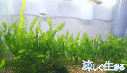 【メダカ飼育の水草】スクリューバリスネリアは育てやすい